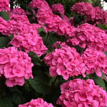 Heirloom Thick Pink Hydrangea Flower Seeds, Non-GMO Lush Blooms for Planting
