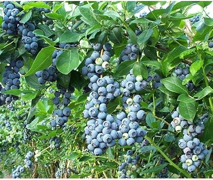 Berry blue haskap Lonicera caerulea seeds for cold climate garden
