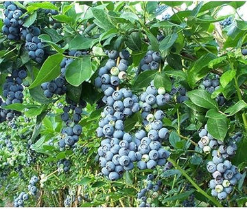 Berry Blue Haskap Fruit Seeds - High-Yielding, Cold-Hardy, Non-GMO seeds
