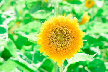 Helianthus Salicifolius Flower Seeds for Planting - 100 pcs