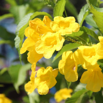 Tecoma Flower Seeds for Planting, 100 pcs