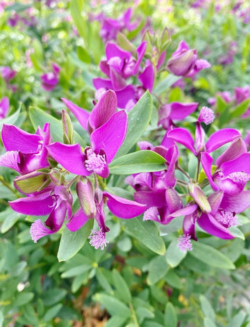 Polygala Myrtifolia Flower Seeds for Planting - NON GMO Seeds