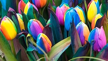 Futuba Rainbow Tulips Flower Seeds for Planting â€“ Vibrant, Heirloom, Non-GMO Seeds