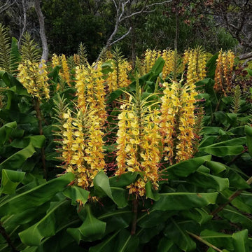 Hedychium Gardnerianum Flower Seeds – Heirloom Non-GMO Seeds for Fragrant and Tropical Garden Planting