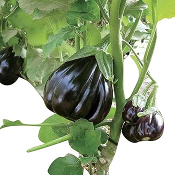Futaba Giant Black Eggplant Seed for Planting, 100 Pcs pcs