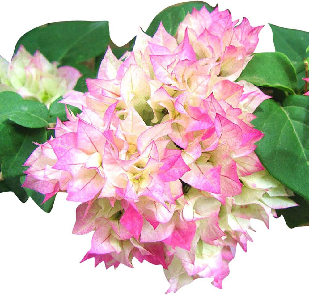 Climbing Bougainvillea Flower Seeds for Planting - 100 pcs for planting in your garden.