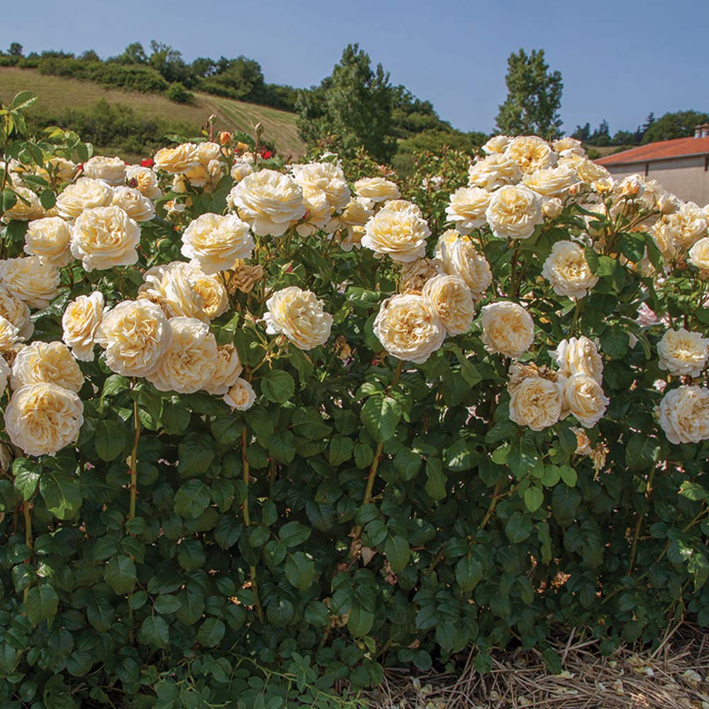 Moonlight Rose Plant Seeds for Planting Non-GMO Heirloom Garden Seeds Perfect for Growing in Any Garden seeds for planting in home garden