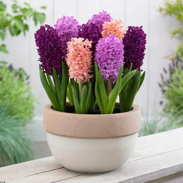 Hyacinthus Orientalis Seeds for Planting NON GMO Seeds