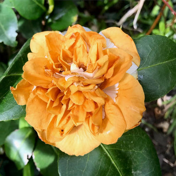 Orange White Camellia Flower Seeds – Non-GMO, for Garden Planting