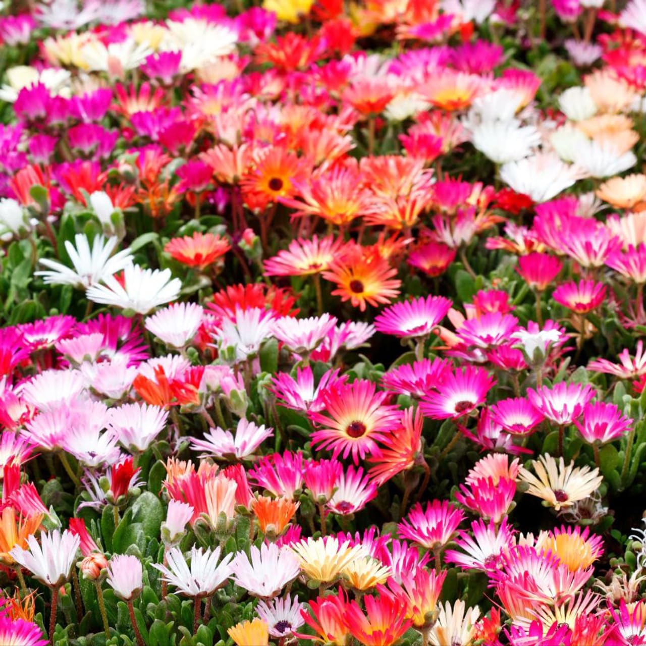 Mesembryanthemum Flower Seeds Heirloom Non GMO Planting - 100 pcs for planting in home garden