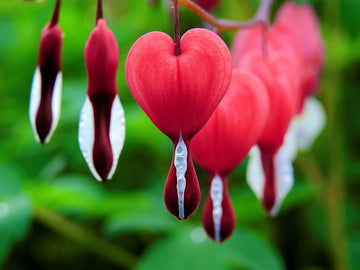 Bleeding Flower Seeds for Planting - 100 pcs