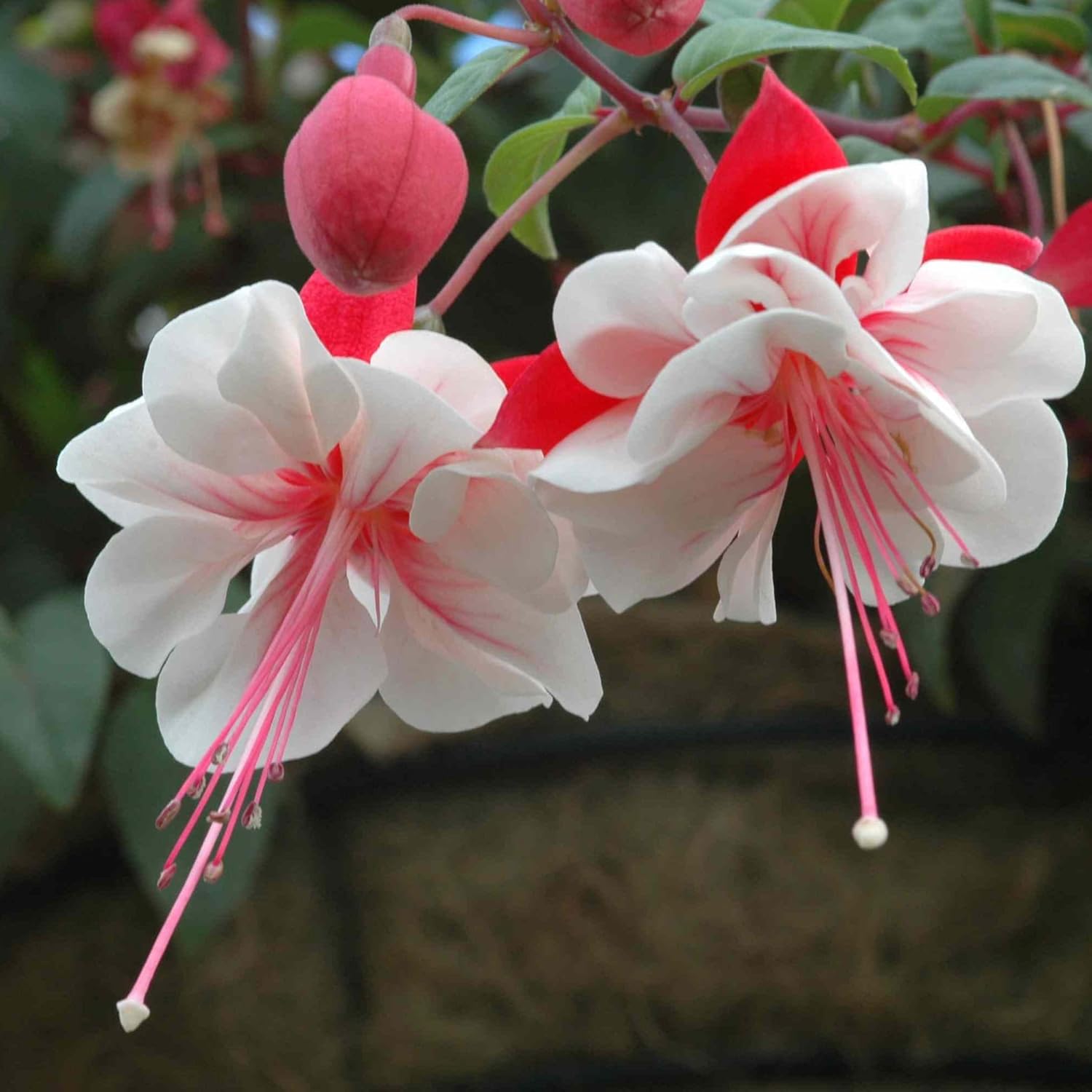 Heirloom Non-GMO Fuchsia Flower Seeds – Vibrant Hanging Blooms for Shade Gardens - Non-GMO for planting in home garden