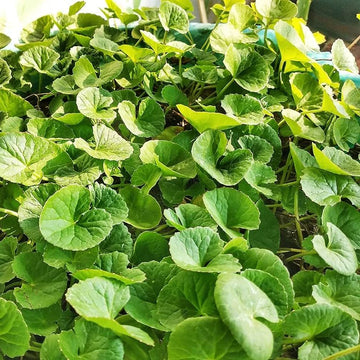 Centella Asiatica Gotu Kola Herb Seeds
