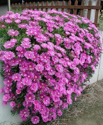 Lampranthus Maximiliana Flower Seeds – Heirloom Non-GMO Seeds for Drought-Tolerant and Vibrant Garden Planting