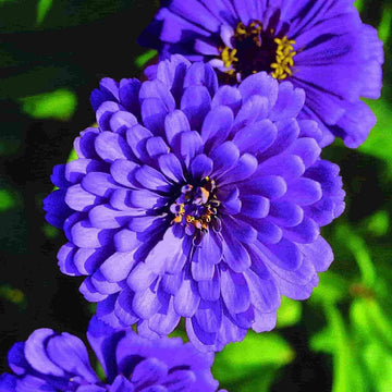 Blue Zinnia Flower Seeds for Planting â€“ Vibrant Blooms for Your Garden, Non-GMO
