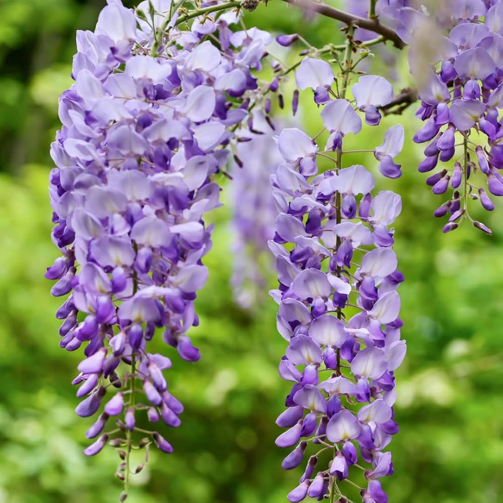 Heirloom Non-GMO Wisteria Flower Seeds for Planting – Fragrant Cascading Garden Vines - Non-GMO for planting in home garden