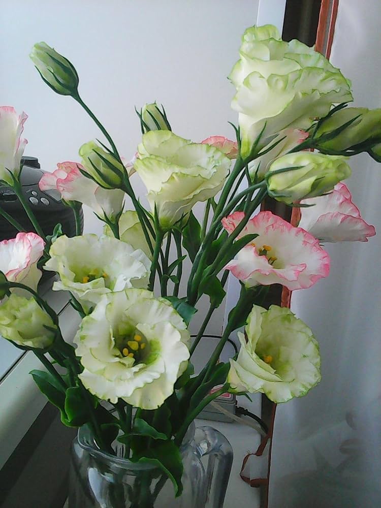 Yellow Lisianthus Flower Seeds for Planting - Heirloom, NON-GMO, Long-Lasting Blooms for planting in your garden.