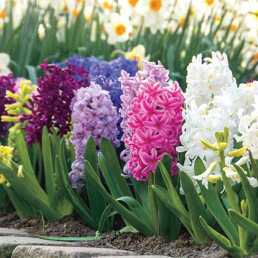 Hyacinth Flower Seeds for Planting, Multi-Colored, 100 pcs seeds for planting in home garden