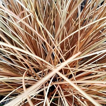 Organic Carex Comans Plant Seeds for Planting – Heirloom, Non-GMO
