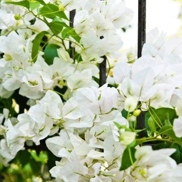 White Bougainvillea Kousa Flower Seeds – Heirloom, Non-GMO Flower Seeds for Planting