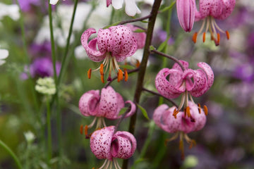 Lilium Martagon Flower Seeds Heirloom Non GMO Planting - 100 pcs