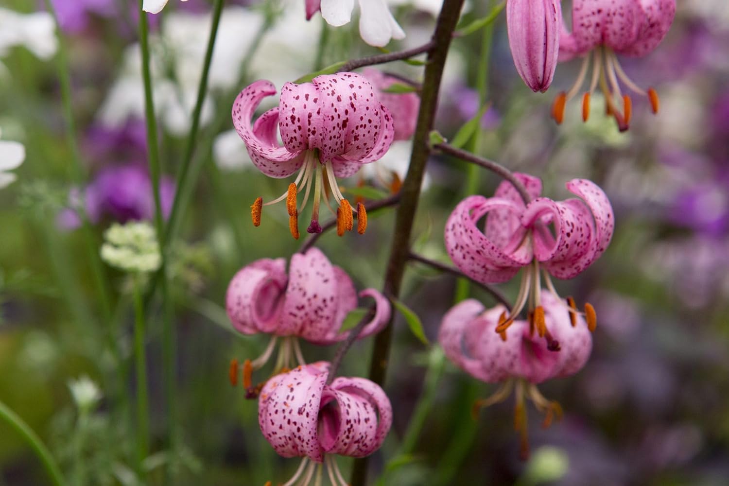 Lilium Martagon Flower Seeds Heirloom Non GMO Planting - 100 pcs for planting in home garden