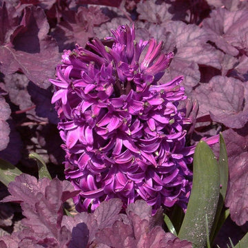 Hyacinth Purple Flower Seeds for Planting - 100 pcs