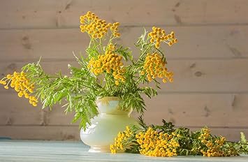 Heirloom Gypsophila Yellow Flower Seeds, Non-GMO Airy Blooms for Planting