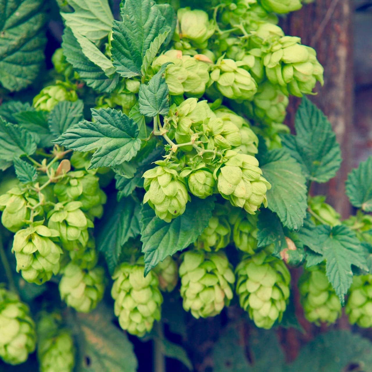 Dark Green Humulus Lupulus Plant Seeds for Planting - 100 pcs for planting in your garden.