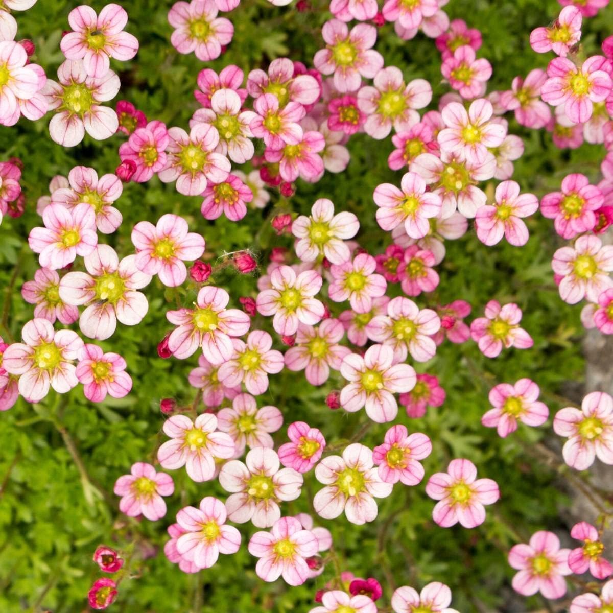 Light Pink Saxifraga Flower Seeds for Planting â€“ NON GMO Seeds for planting in home garden
