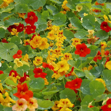 Capuchina Flower Seeds for Planting – Organic, Heirloom, Non-GMO Nasturtium Seeds