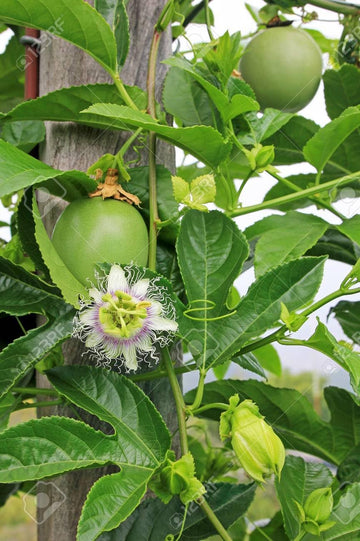 100 Pcspcs Edulis Fruit Seeds - Perfect for Cultivating Sweet Edulis Fruits in Your Yard 100 Pcs pcs