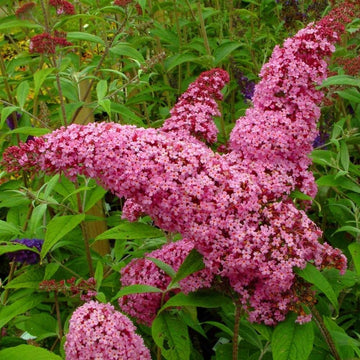 Pink Buddleia Butterfly Bush Seeds for Planting – Vibrant Blooms, Non-GMO, Heirloom