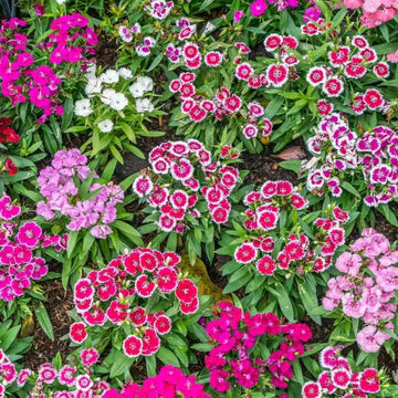 Heirloom Dianthus Flower Seeds for Planting 100 pcs