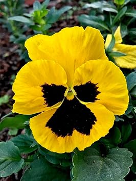 Pansy Flower Seeds Yellow for Planting - NON GMO Seeds