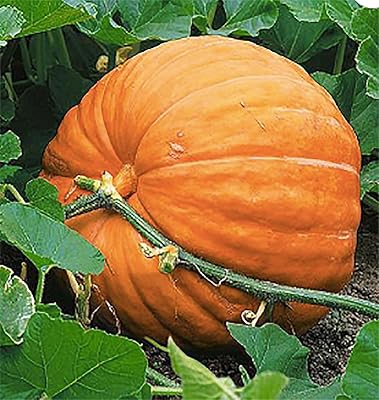 Wallace Whoppers Pumpkin Cucurbita maxima seeds for planting in home garden