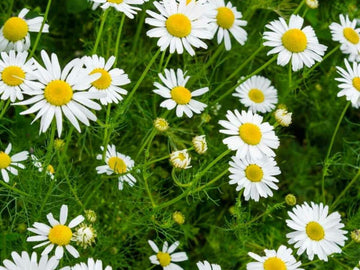 Chamomile Flower Seeds for Garden Planting - NON GMO Seeds
