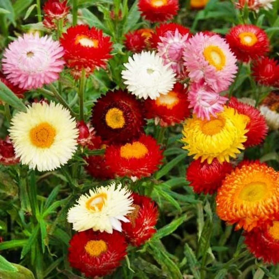 Mix Helianthemum Flower Seeds for Planting, Mixed Colors, 100 pcs seeds for planting in home garden