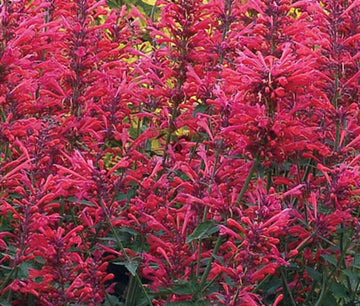 Agastache Cana Flower Seeds for Planting - NON GMO Seeds