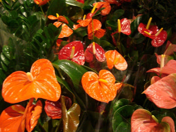 Multi-Colour Anthurium Flower Seeds for Planting - NON GMO Seeds