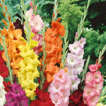 Heirloom Non-GMO Gladiolus Flower Seeds for Planting ƒ?? White and Pink Blooms for Elegant Cutting Gardens