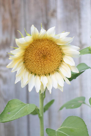 Heirloom Non-GMO Helianthus Flower Seeds for Planting – Bright Sunflower Variety