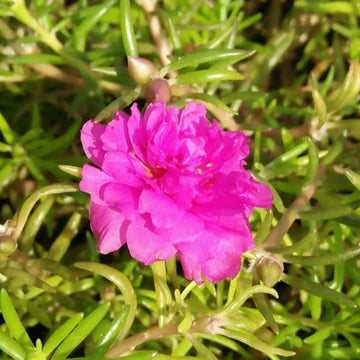 Organic Heirloom Non-GMO Pink Portulaca Seeds for Planting – Vibrant Moss Rose Flowers