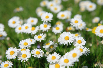 Heirloom Pyrethrum Seeds – Non-GMO Flower Seeds for Planting