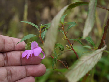 Heirloom Non-GMO Violet Balsamine Flower Seeds for Garden Planting – Colorful Annual Blooms