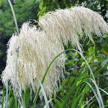 Silver Pampas Grass Seed