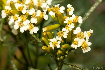 Huacatay Flower Seeds for Planting - NON GMO Seeds