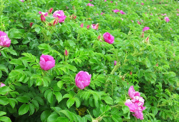Kartoffelrose Flower Seeds for Planting, 100 pcs