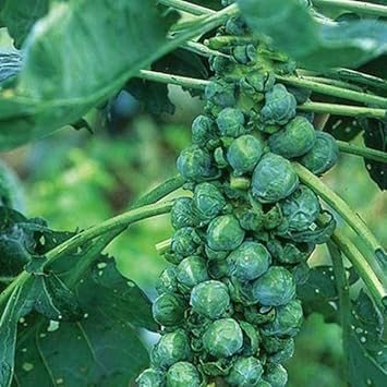 Catskill Vegetable Seeds for Planting - 100 Pcs pcs