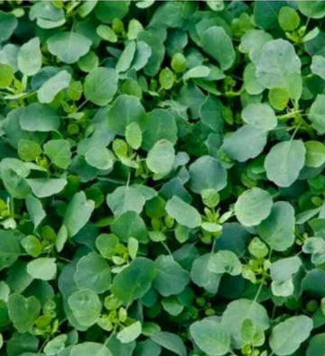 Papalo Plant Seeds for Planting - NON GMO Seeds